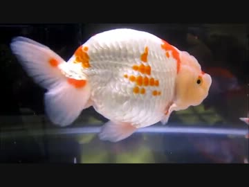 観賞魚フェアの金魚たち