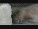 カピバラショートムービー 04 ～くしゃみで起きるカピバラ～