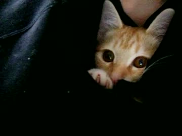 猫　が　俺の中に　入っちゃう #13