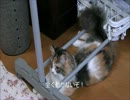 猫っていいよね～猫の日常~その3