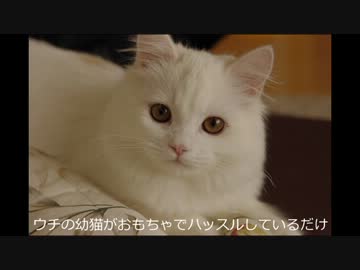 ウチの幼猫がおもちゃでハッスルしているだけ