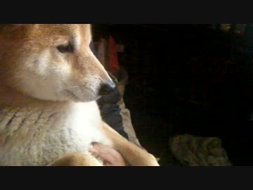 柴犬ジロー　2012年4月