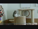 足長マンチカンのバジルくん①