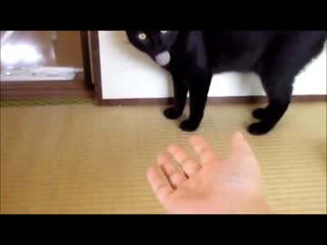 猫毛玉を作って遊ぶ。