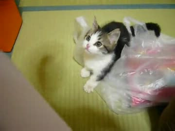 恐怖の殺人毛玉