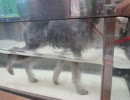 2012-04-12 水中トレッドミル