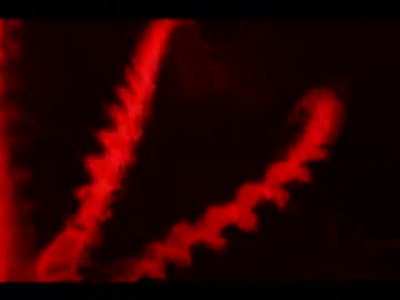 深海の赤い悪魔 ～アメリカオオアカイカ～ (01 of 02)