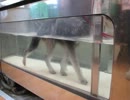 2012-04-12　水中トレッドミル