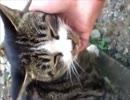 近所の猫