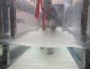 2012-04-14 　水中トレッドミル