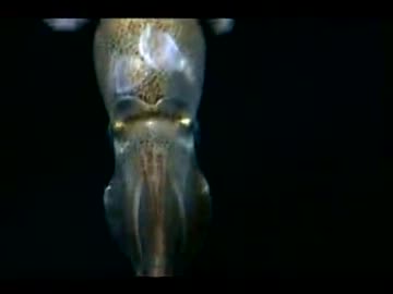 深海の赤い悪魔 ～アメリカオオアカイカ～ (02 of 02)