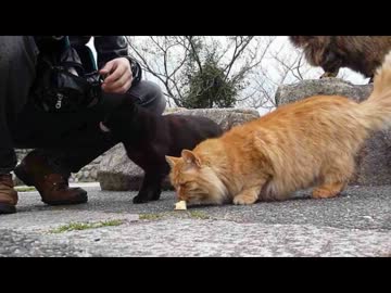 【車載】ネコネコ動画in六甲山【バイク】