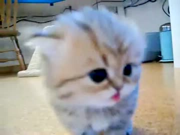 フリーダム　クリケット