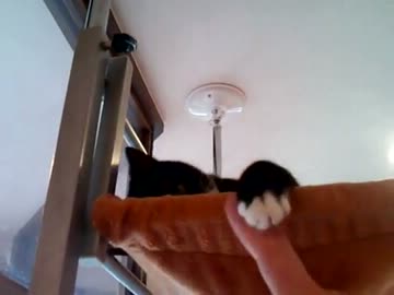 猫カフェで猫とじゃれてみた