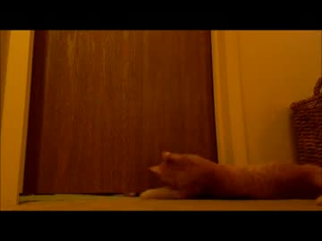 めざましねこ　 -Cat Alarm Clock