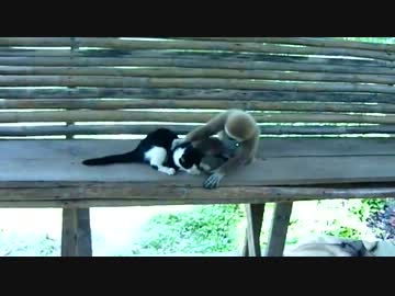 猫さんと遊ぶ猿