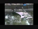 桜の絨毯