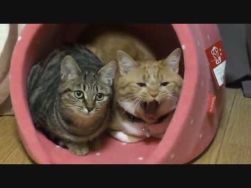 テニス好きと、そうでない猫