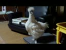 【うこっけい】砂浴びのつもり【おおきくなりました】