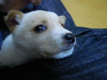 子犬を貰ってきた（9日目）