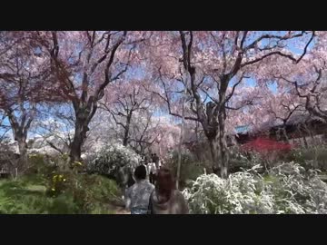 原谷苑を歩いてみた(2012/4/18)