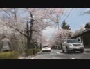 【埼玉県 長瀞】俺も桜を撮ってきた【バイク車載】