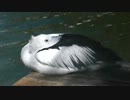 A Pretty Bird　　　（可愛い癒し鳥）
