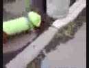 捨て犬だった子がうちに来た( ・∀・)ﾉこれからさんぽ行って来ます