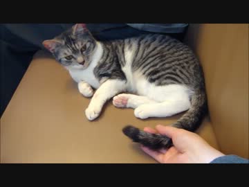 猫の名前／魅惑の荒ぶるしっぽ