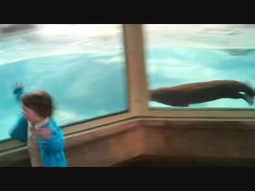 子供を追いかけるカワウソ