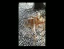 柴犬「音（おん）」がやってきた（Part.6）