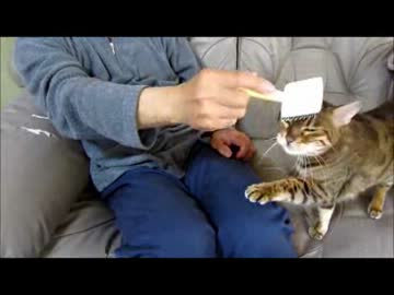 父とスズさんのもじょもじょブラッシング