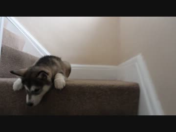 【子犬】階段？降りたくないでござる！ぷいっ