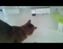 猫はこうやって水を飲む！