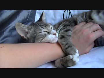 腕に抱きついたまま寝るネコがかわいい