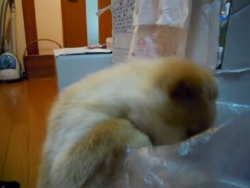 子犬を貰ってきた（12日目）