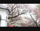 【大阪】造幣局の桜の通りぬけ
