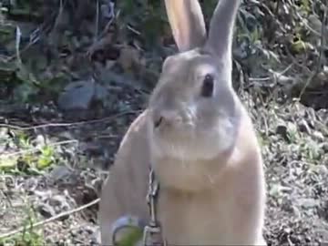 もふもふ注意報。