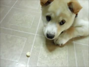 ボーロ大好きなわんこ（♀・二か月半）