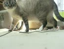 ジャンくん２歳のお祝いにプレゼントが届きました　ありがとう！