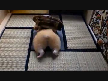 ハムスターのお尻