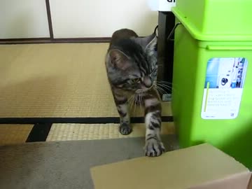 ダンボールぽこぽこ2