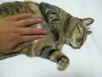 猫さすり動画