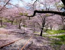 山梨　鰍沢までサクラを見に行ってきた　【のんびりセローで】