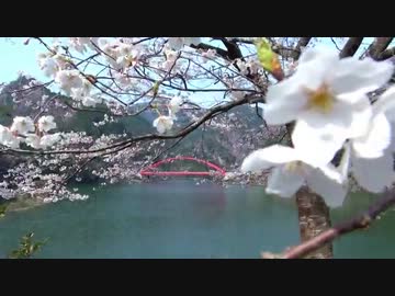 日向神ダムの千本桜