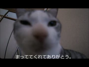 ツンギレのうちの猫は毎朝下僕が起きるのを待っている