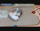 足長マンチカンのバジルくん②