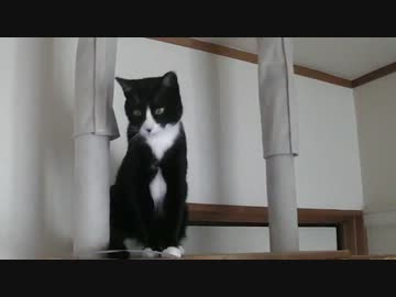 大型キャットタワーに出会う猫【その６】