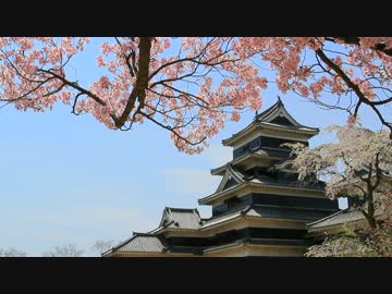 松本城と満開の桜