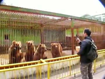 秋田・八幡平クマ牧場で餌くれクマー